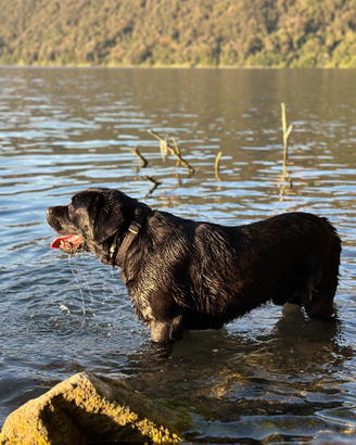 Labrador pedigree disponibile per monte