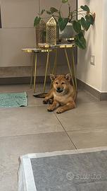 Shiba inu
