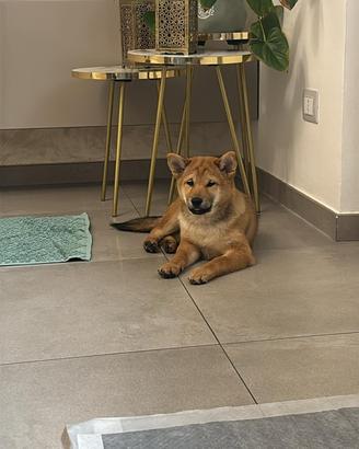 Shiba inu