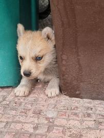 Cuccioli siberian husky