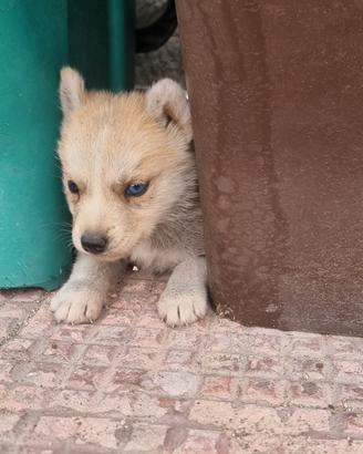 Cuccioli siberian husky
