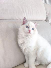 Ragdoll con pedigree