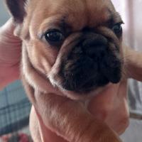 Bulldog francese esotico