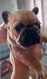 Bulldog francese esotico