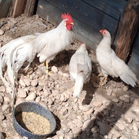 Galline onagadori