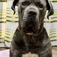 Cane corso