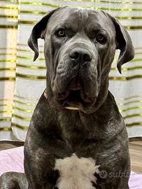 Cane corso