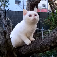 Gli ultimi cuccioli di British Shorthair