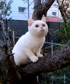 Gli ultimi cuccioli di British Shorthair