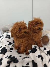 Cuccioli Taglia Toy Cuccioli Barboncino Red