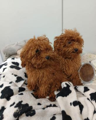 Cuccioli Taglia Toy Cuccioli Barboncino Red