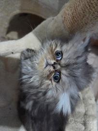 Gattina persiano