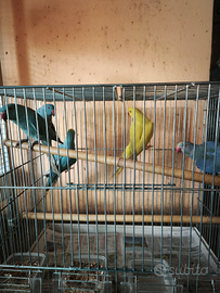 Parrocchetti dal collare