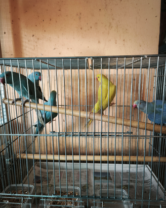 Parrocchetti dal collare