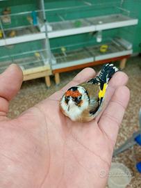 Cardellino