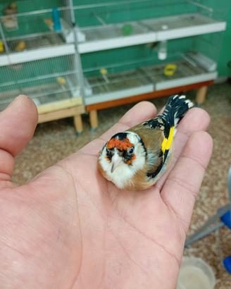 Cardellino