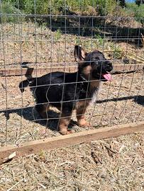 Cuccioli pastore tedesco