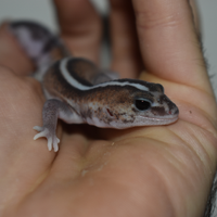 Gechi africani dalla coda grassa