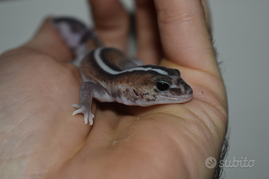 Gechi africani dalla coda grassa