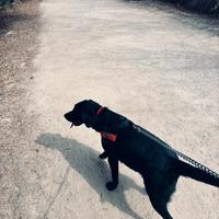 Labrador