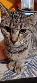 Gattina sterilizzata