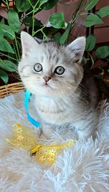 Gattino scottish straight silver tabby
