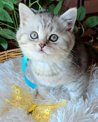 Gattino scottish straight silver tabby