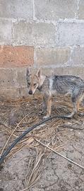 3 cucciole Cane Lupo Cecoslovacco ENCI