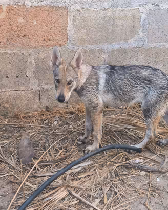 3 cucciole Cane Lupo Cecoslovacco ENCI