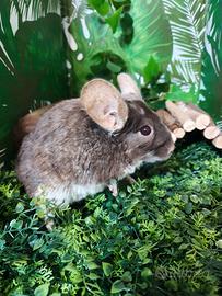 Cincillà scontatissimi