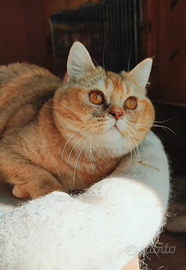 Scottish British femmina