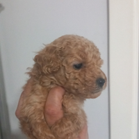 Cucciolo di barboncino