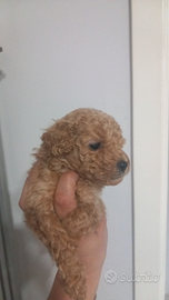 Cucciolo di barboncino