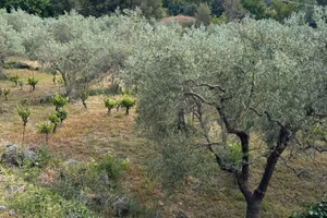 Uliveto con rustico