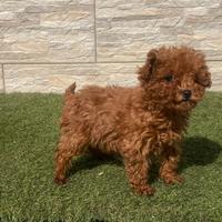 Barboncino mini toy Red