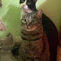 Rustica gatta tigrata di 2 anni