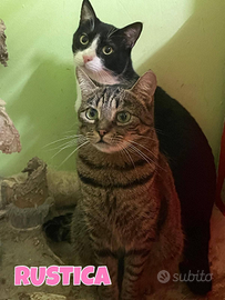 Rustica gatta tigrata di 2 anni
