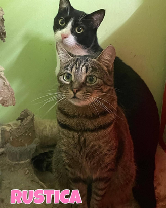 Rustica gatta tigrata di 2 anni