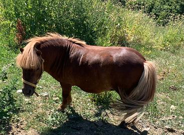 Mini pony shetland