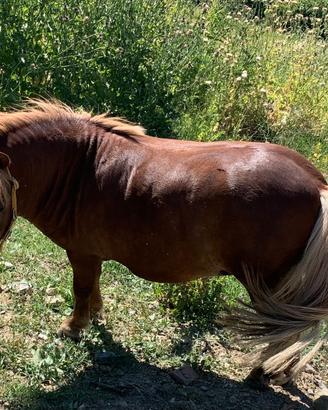 Mini pony shetland