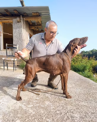 Kurzhaar all.to del Tammaro cucciolona avviata