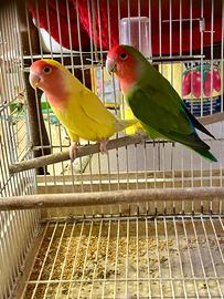 Pappagallo inseparabile