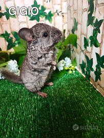Cincillà cuccioli