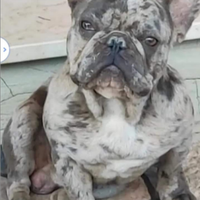 Bulldog francese esotico
