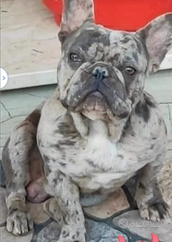 Bulldog francese esotico