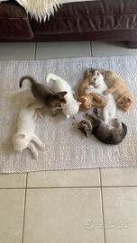 Gattini mezzosangue