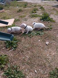 Cuccioli di Dogo Argentino