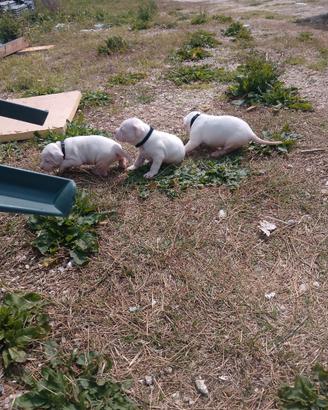 Cuccioli di Dogo Argentino