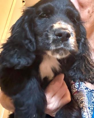 Cocker
