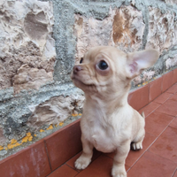 Chihuahua